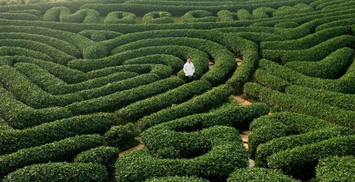 Plant maze with person standing in the middle showing life patterns
